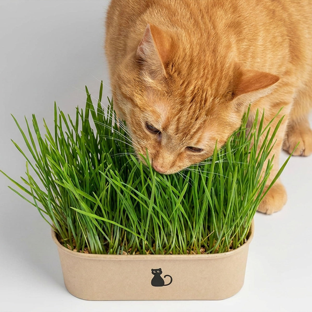 4-Batch Indoor Cat Grass Grow Kit with Containers, Soil Disks & Seeds M191080