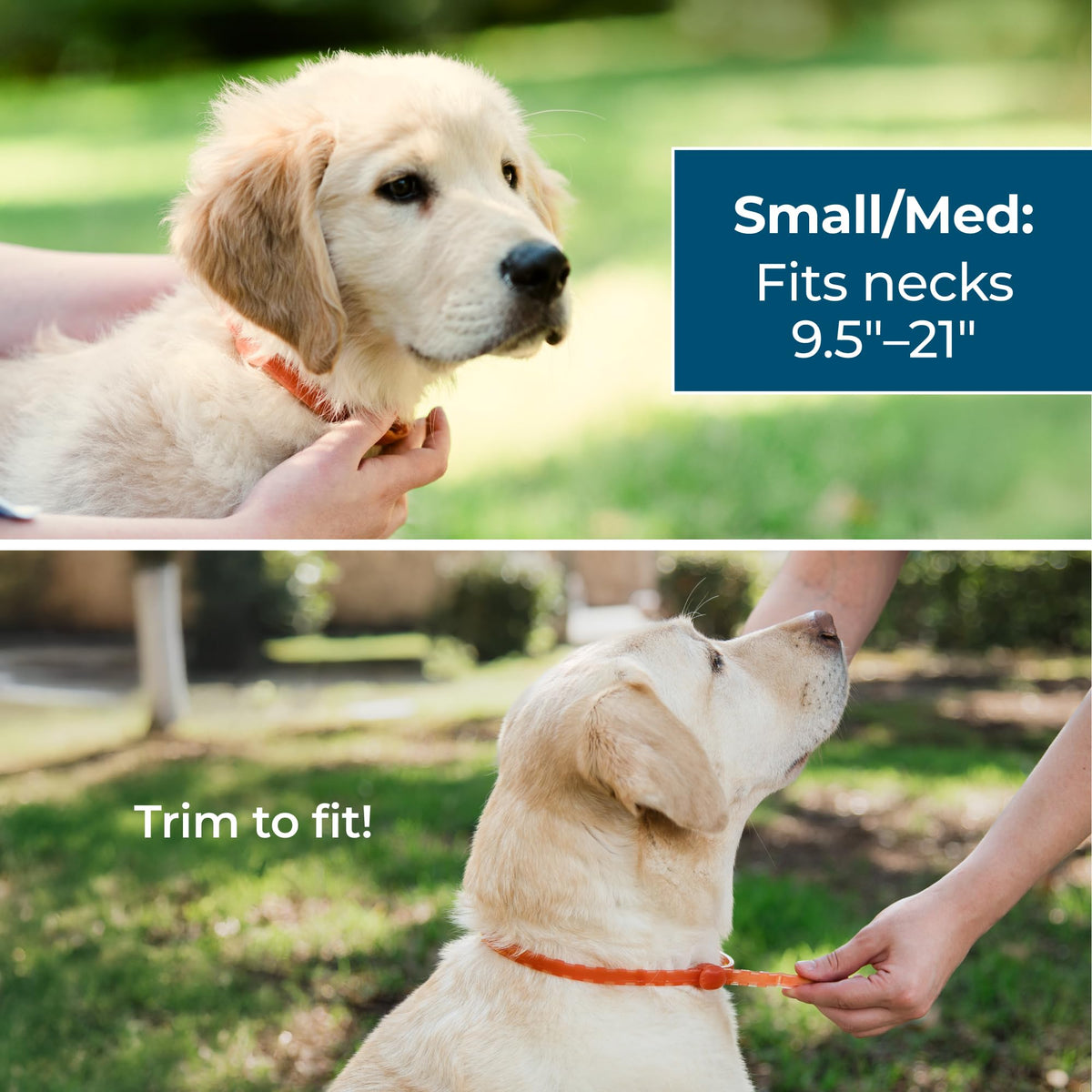 Dog Collar with Natural Essential Oils P927490